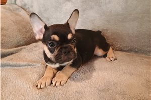 Piper - French Bulldog for sale