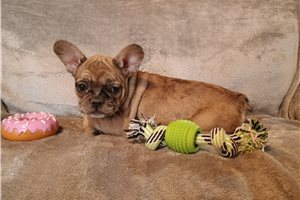 Nate - puppy for sale