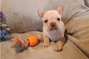 Navie - puppy for sale