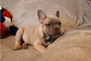 Cartwright - puppy for sale