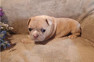 Rosie - French Bulldog for sale