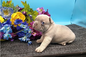 Cartwright - puppy for sale
