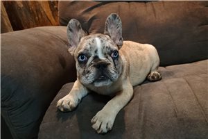 Carlotta - French Bulldog for sale