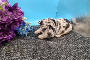 Camilia - puppy for sale