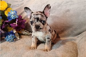 Camilia - French Bulldog for sale
