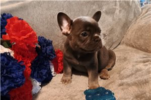 Bellatrix - French Bulldog for sale