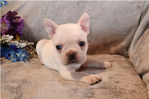 Nugget - French Bulldog for sale