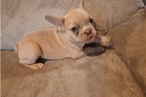 Rosie - French Bulldog for sale