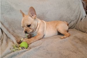 Navie - puppy for sale