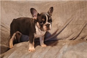Dynamo - puppy for sale