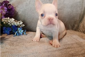 Nate - French Bulldog for sale