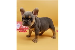 Armani - French Bulldog for sale
