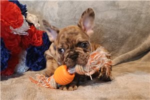 Egon - French Bulldog for sale