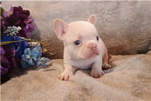 Nate - French Bulldog for sale