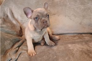 Cartwright - puppy for sale