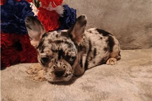 Camilia - French Bulldog for sale