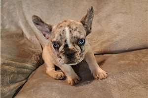 Carlotta - French Bulldog for sale