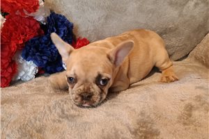 Emery - French Bulldog for sale
