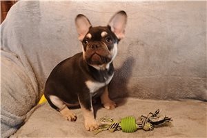 Corbin - French Bulldog for sale