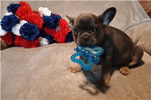 Bellatrix - French Bulldog for sale