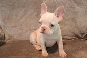 Nate - French Bulldog for sale