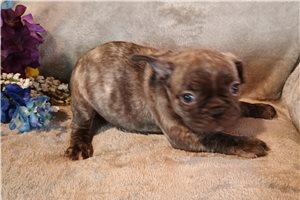 Emiko - French Bulldog for sale