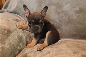 Pandora - French Bulldog for sale