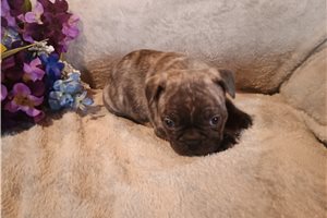 Emiko - French Bulldog for sale