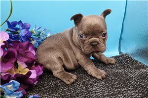 Nelly - puppy for sale