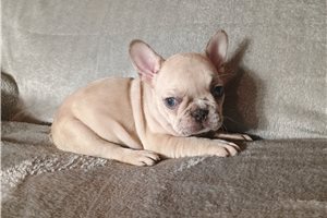Nyleah - puppy for sale
