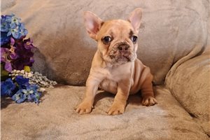 Emery - French Bulldog for sale