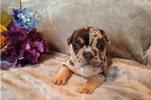 Penelope - puppy for sale