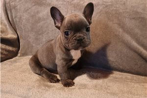 Scooter - French Bulldog for sale
