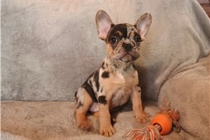 Penelope - French Bulldog for sale