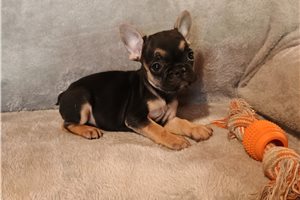 Princess - French Bulldog for sale