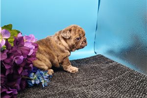 Egon - puppy for sale