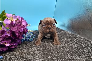 Emiko - puppy for sale