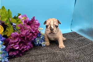 Carlotta - puppy for sale