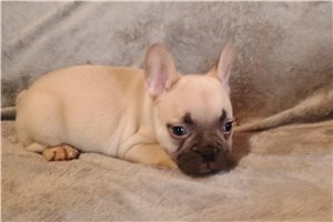 Cara - French Bulldog for sale