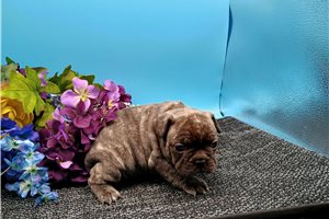Emiko - French Bulldog for sale