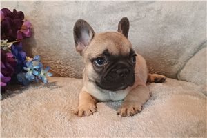 Case - French Bulldog for sale