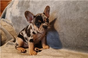 Penelope - French Bulldog for sale