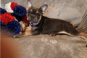 Pandora - French Bulldog for sale