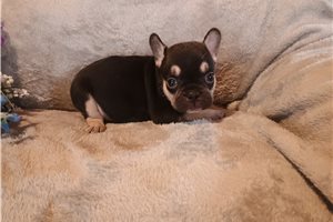 Nico - puppy for sale