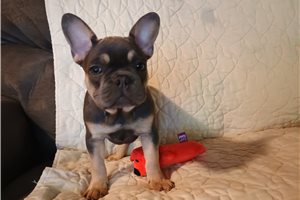 Princess - French Bulldog for sale