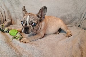 Carlotta - French Bulldog for sale
