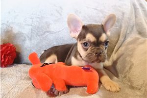 Cornelius - puppy for sale