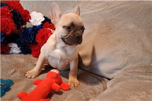 Cara - French Bulldog for sale