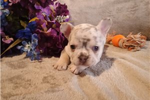 Mino - French Bulldog for sale