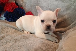 Nugget - French Bulldog for sale